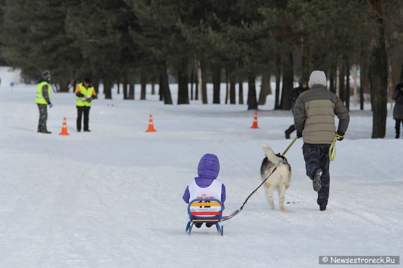 Праздник ездового спорта в Сестрорецке