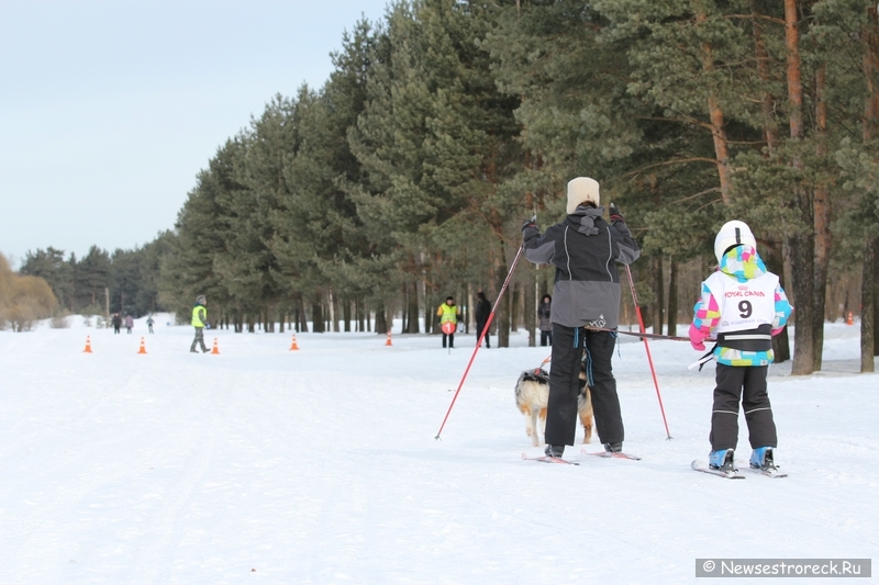 Праздник ездового спорта в Сестрорецке