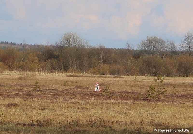 На Сестрорецком болоте "шутники" поставили дорожные знаки На Сестрорецком болоте "шутники" поставили дорожные знаки