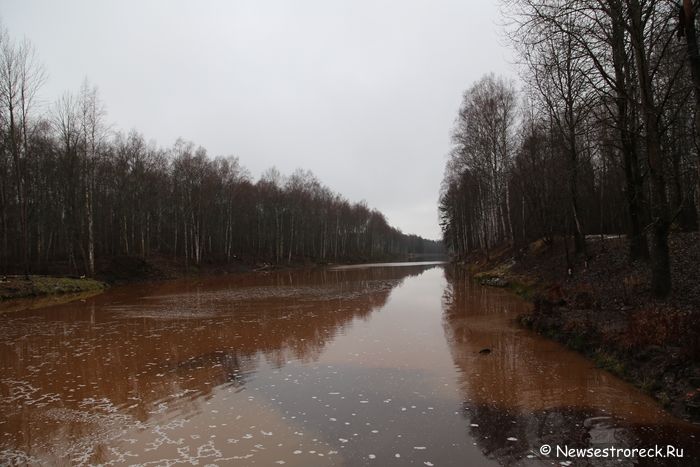 На водосливном канале «Ржавая канава» поселились бобры