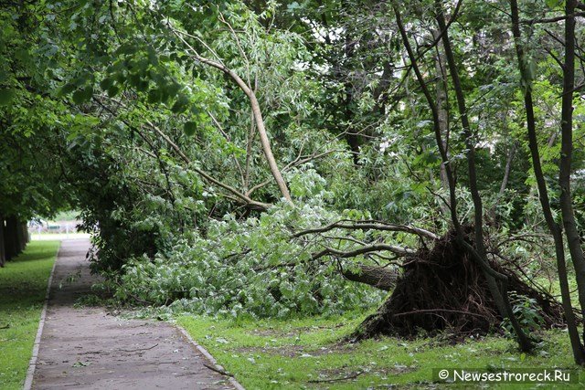 У дома 286 по Приморскому шоссе упало дерево