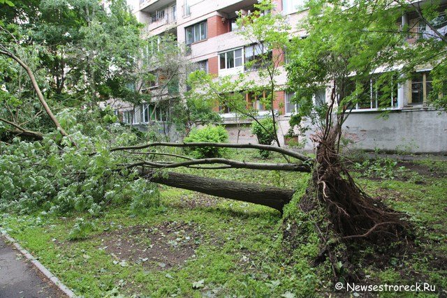 У дома 286 по Приморскому шоссе упало дерево