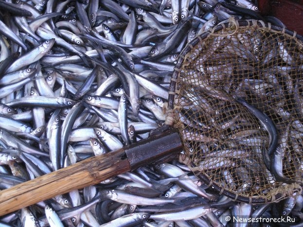 В Северо-Западном регионе наблюдается рост добычи рыбы