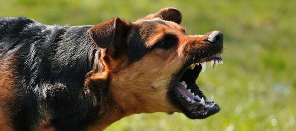 В Сестрорецке собака напала на двухлетнего ребёнка